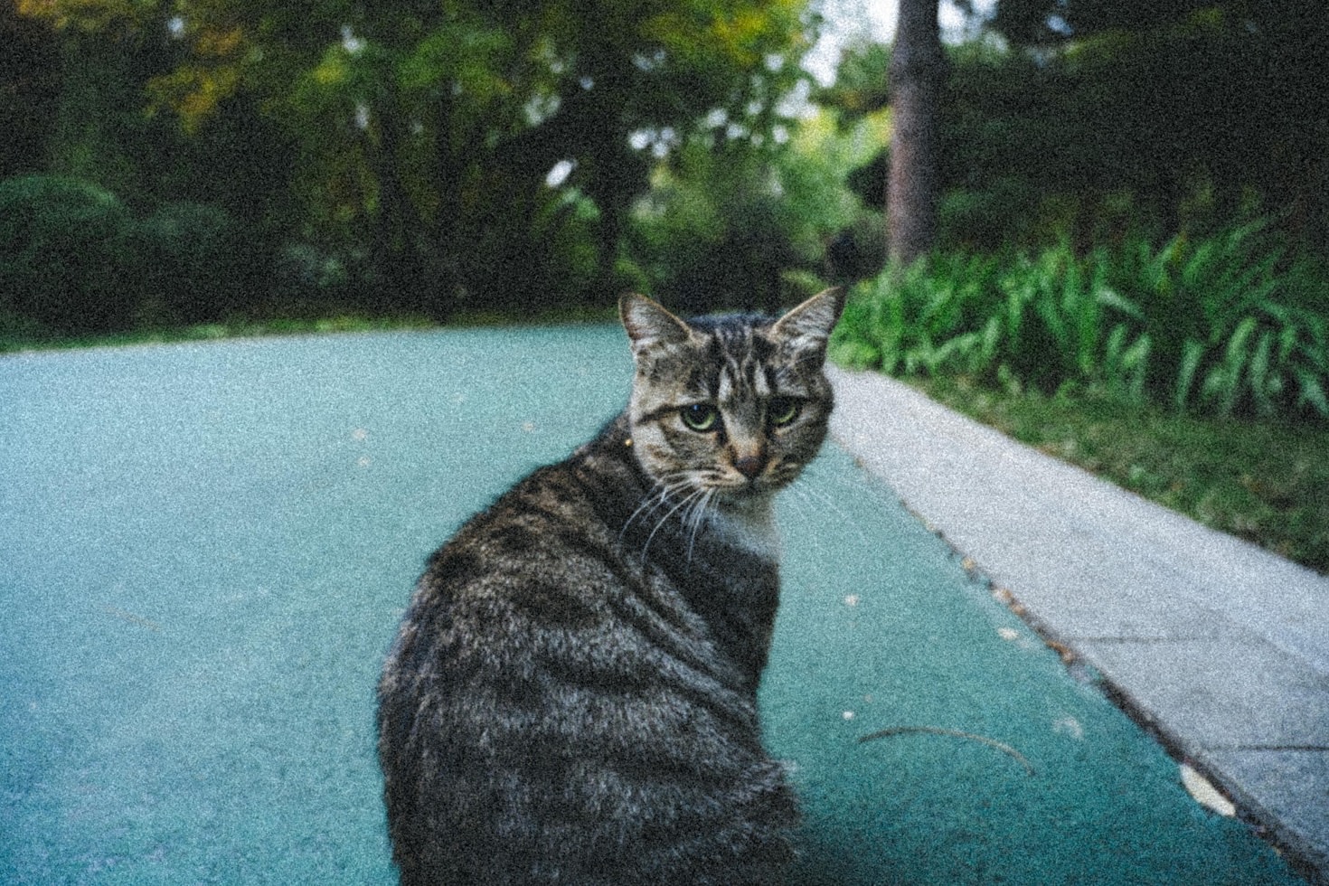 10 Ways to Keep Your Cat Entertained