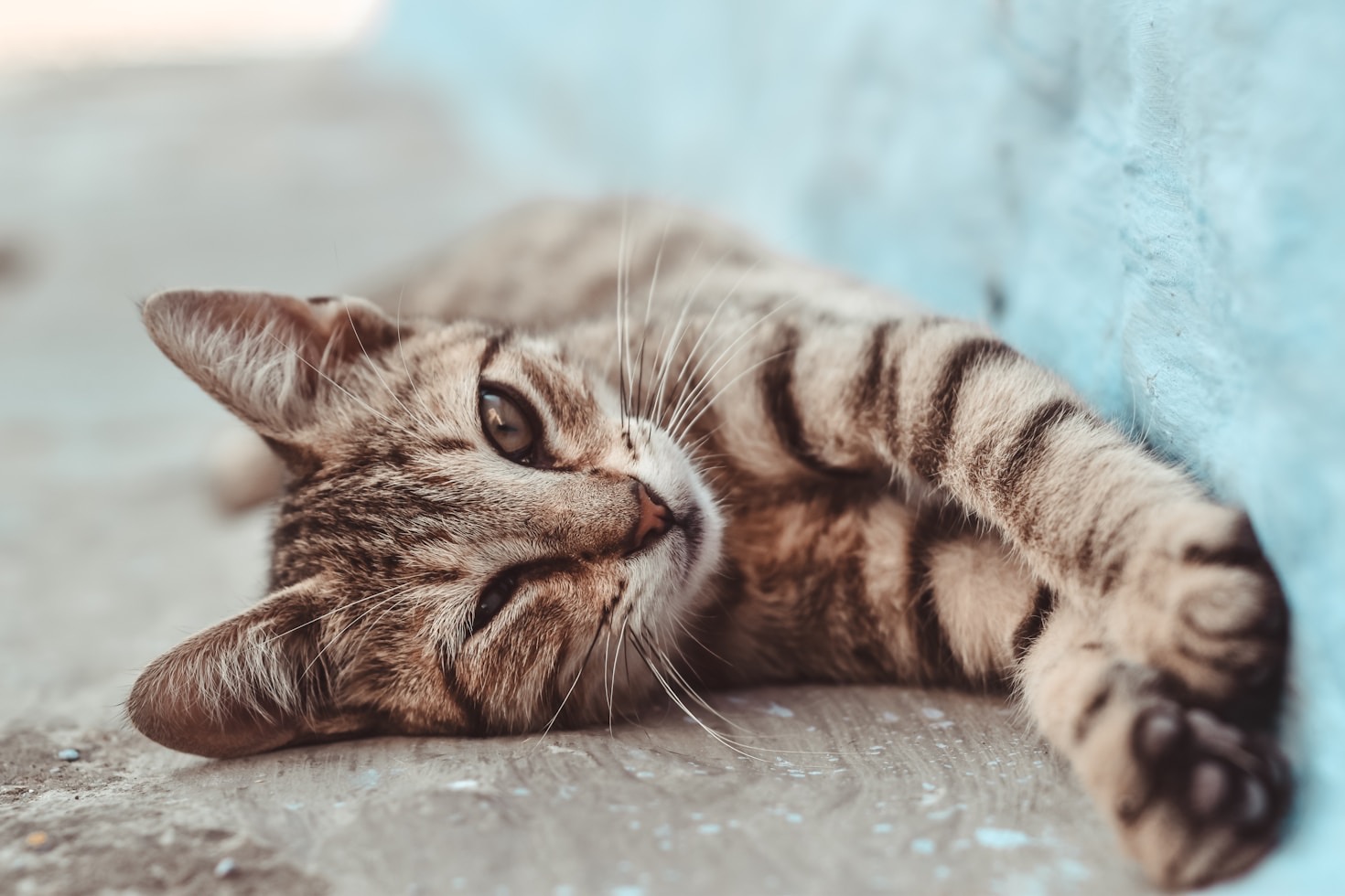 Essential Grooming Tips Every Cat Owner Should Know
